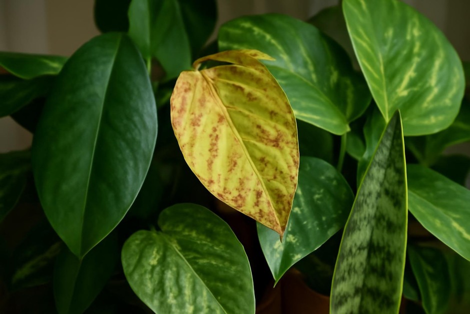 Close-up of various houseplant leaves showing different colors and textures